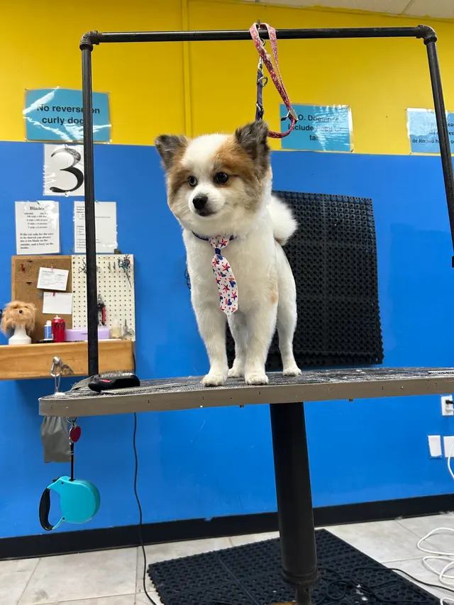 Unleashed Pet Grooming School — customer photo 2