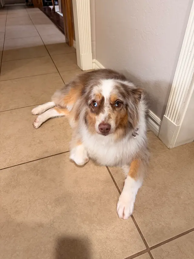 Unleashed Pet Grooming School — customer photo 5