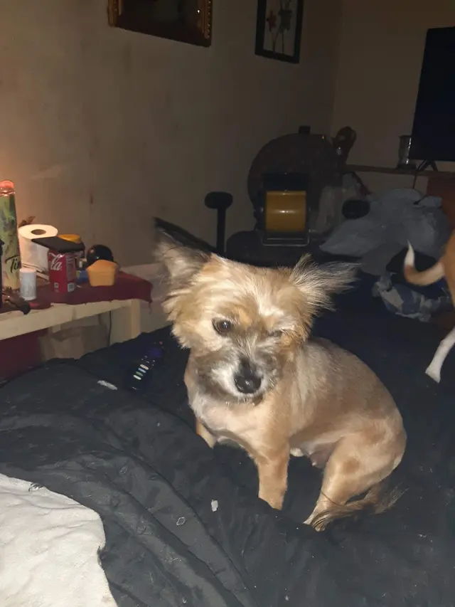 Unleashed Pet Grooming School — customer photo 11