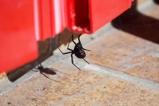 Dewey Pest & Termite Control — photo from the business 11