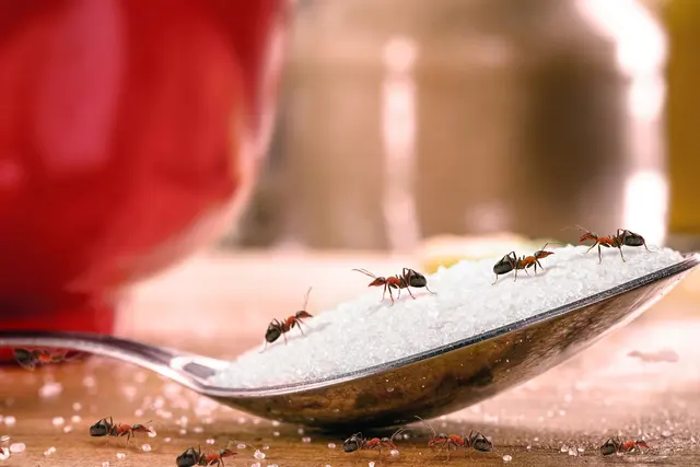 Dewey Pest & Termite Control — photo from the business 6