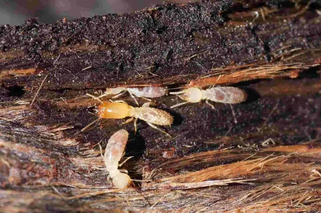 Dewey Pest & Termite Control — photo from the business 10