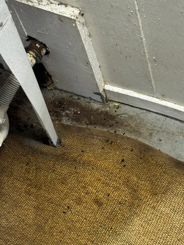 Pest Arrest — photo from the business 9