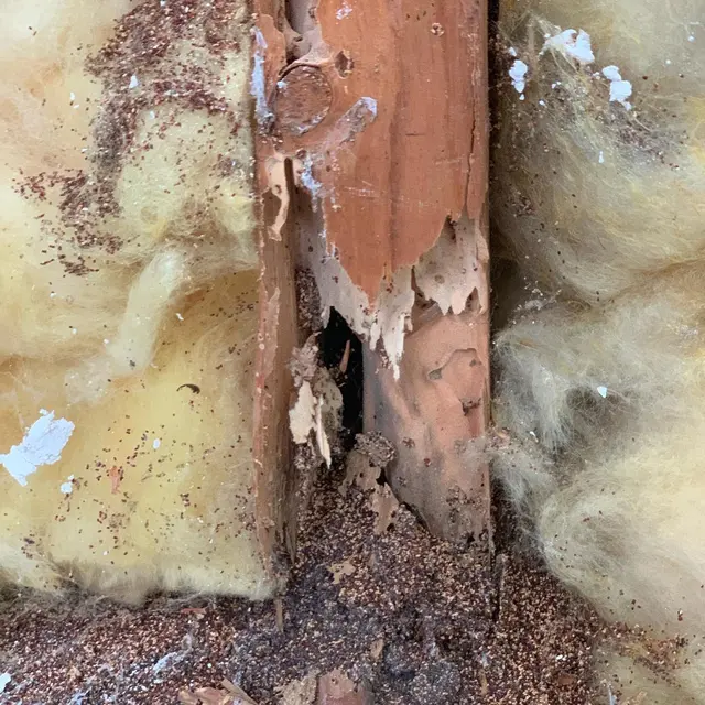 Excel Pest Management — photo from the business 12