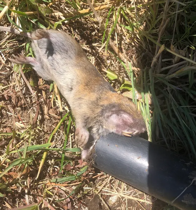 BugAbate Exterminators — photo from the business 3