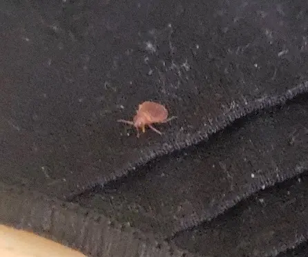 BugAbate Exterminators — photo from the business 1