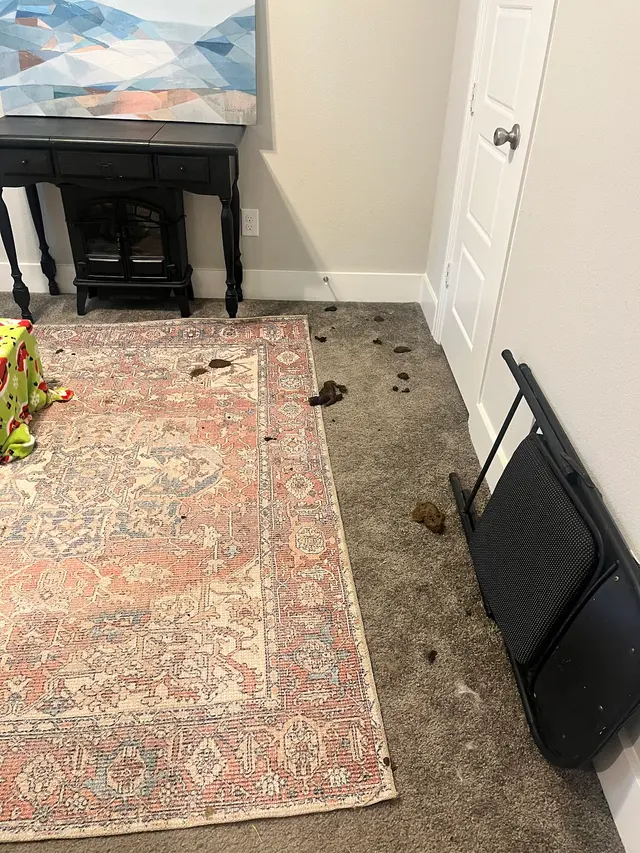 Customer photo of work by Oxi Fresh Carpet Cleaning, from Caitlyn Longoria's review