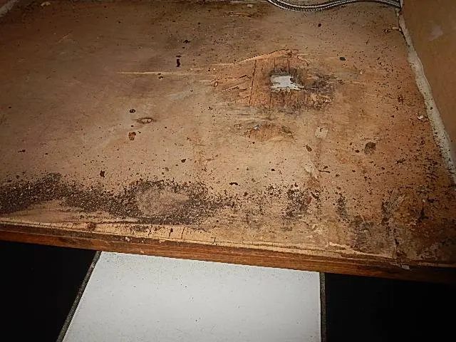 Scheidt Home Inspection — photo from the business 12