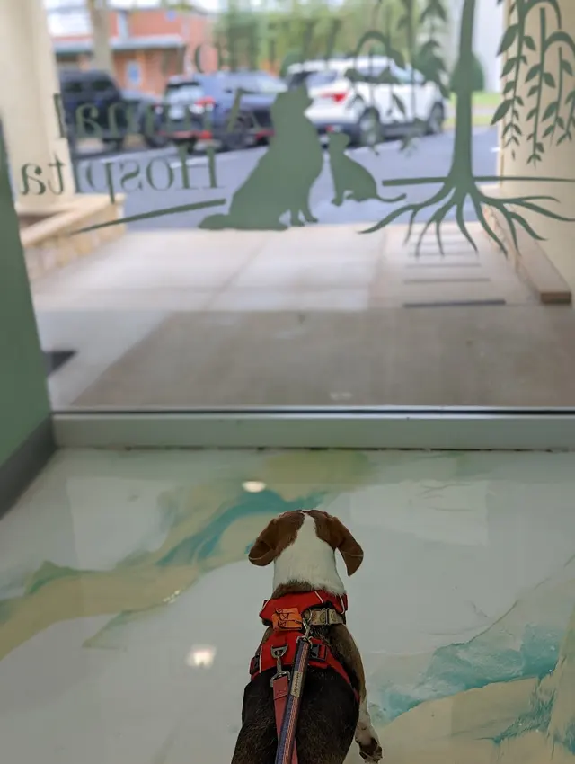 Willow Animal Hospital — photo from the business 11