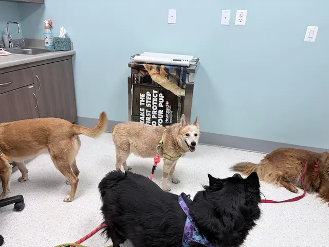 Willow Animal Hospital — customer photo 5