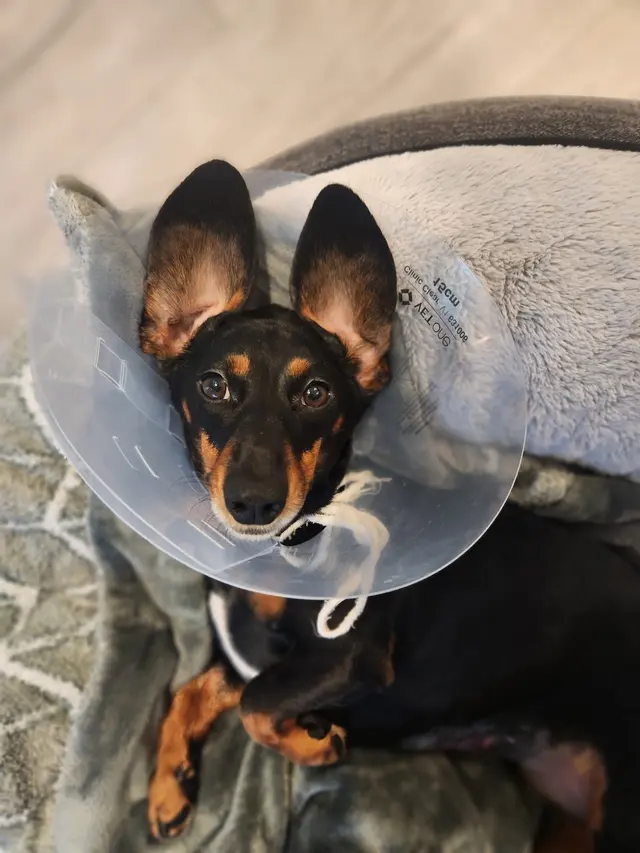 Willow Animal Hospital — customer photo 8