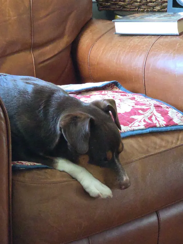 Customer photo of work by Willow Animal Hospital, from Susan Shrader's review