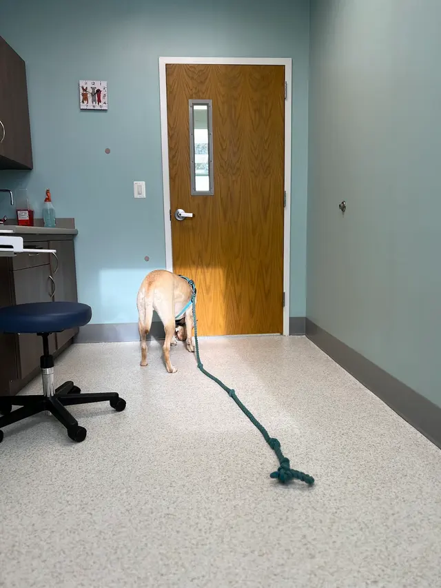 Willow Animal Hospital — customer photo 2