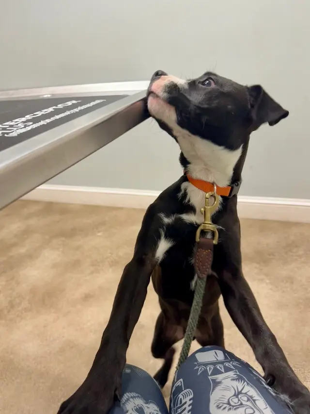 Blue Ridge Animal Hospital — customer photo 4