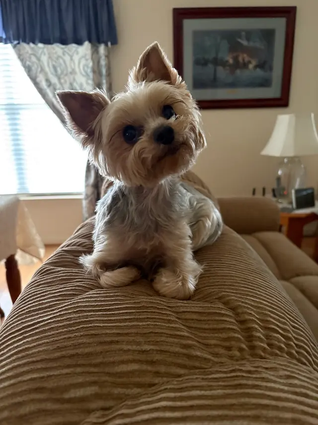 Blue Ridge Animal Hospital — customer photo 7