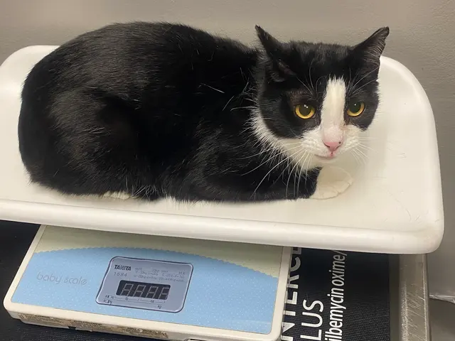 Blue Ridge Animal Hospital — customer photo 2