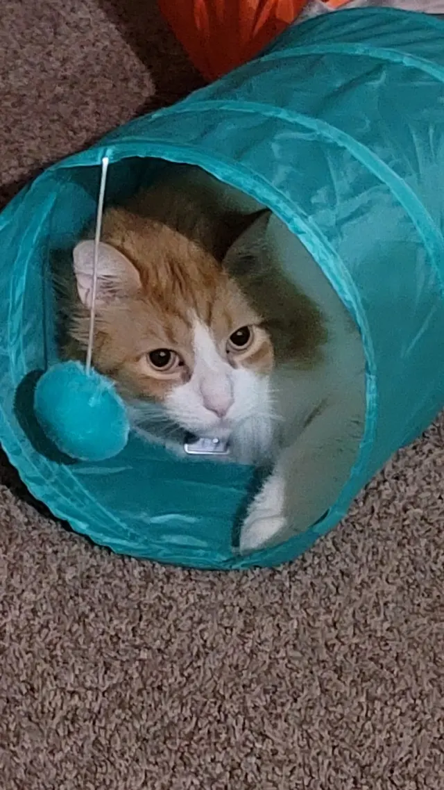Blue Ridge Animal Hospital — customer photo 10