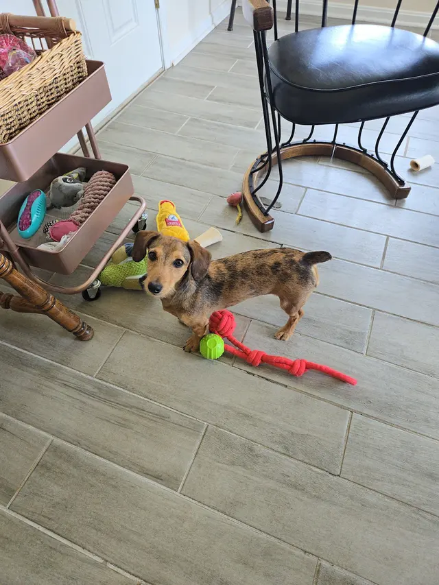 Blue Ridge Animal Hospital — customer photo 12