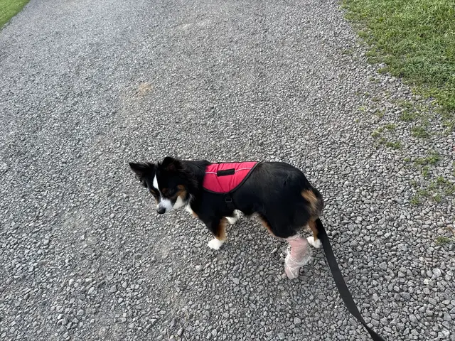 Blue Ridge Animal Hospital — customer photo 11