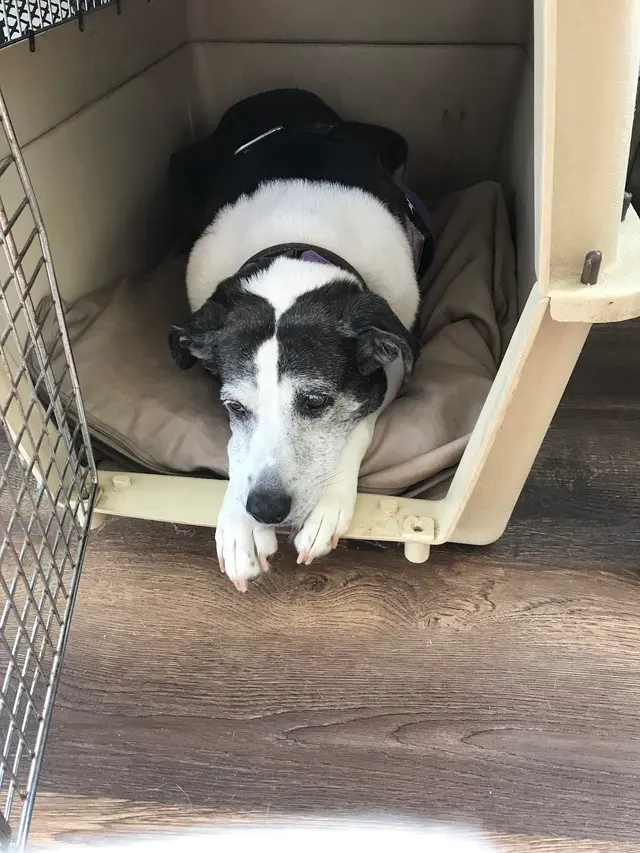 Blue Ridge Animal Hospital — customer photo 6