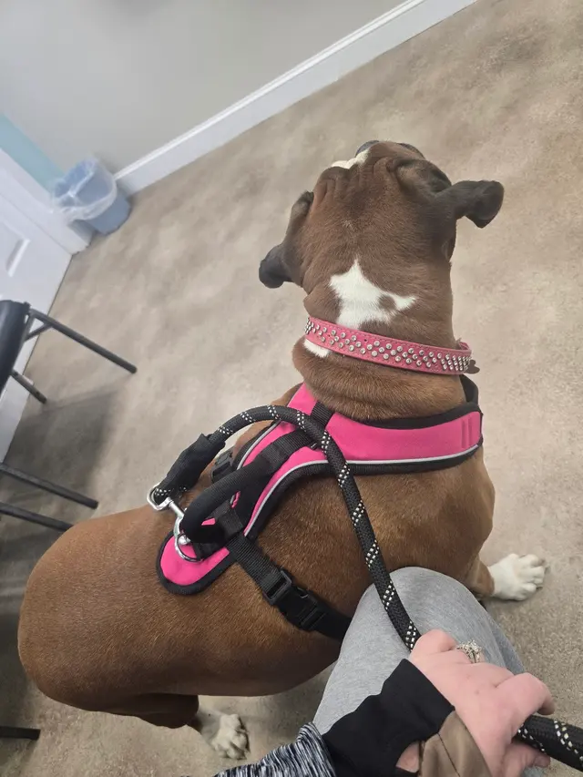 Blue Ridge Animal Hospital — customer photo 5