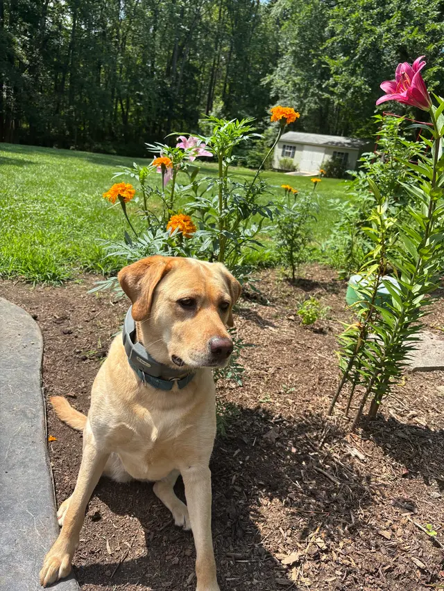Blue Ridge Animal Hospital — customer photo 1