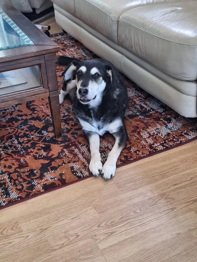 Animal Care Center — customer photo 8