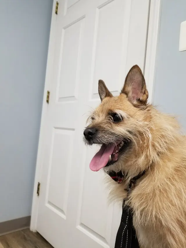 Piedmont Pets Veterinary Care — customer photo 6