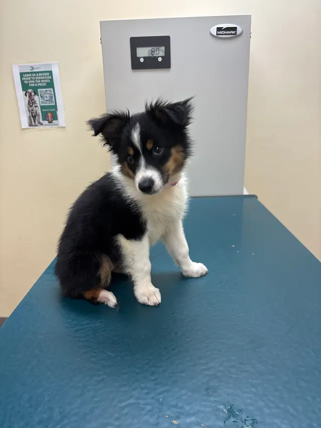 Piedmont Pets Veterinary Care — customer photo 8