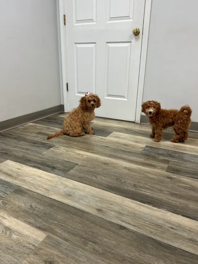 Piedmont Pets Veterinary Care — customer photo 5