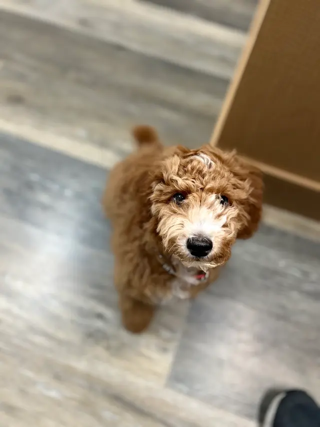 Piedmont Pets Veterinary Care — customer photo 9