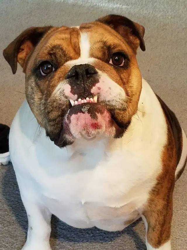 Piedmont Pets Veterinary Care — customer photo 3