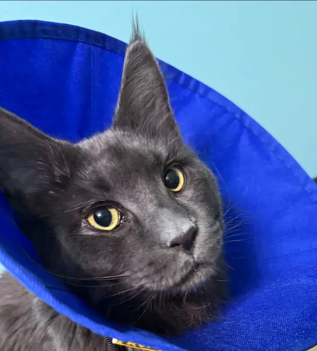 Piedmont Pets Veterinary Care — customer photo 4