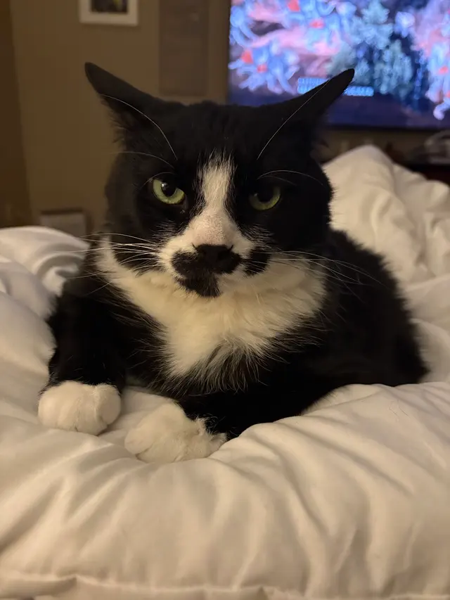 Piedmont Pets Veterinary Care — customer photo 11