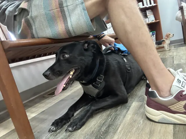 Piedmont Pets Veterinary Care — customer photo 1