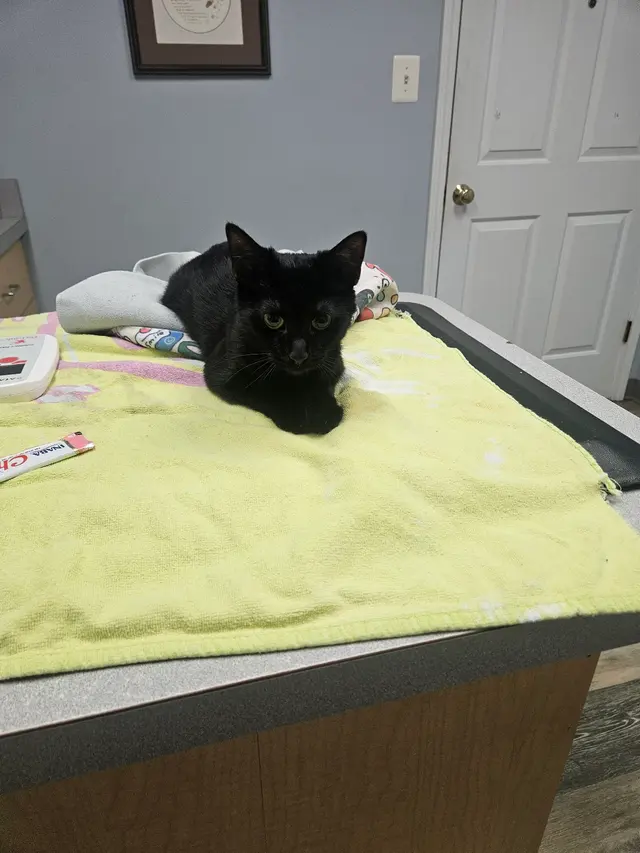 Piedmont Pets Veterinary Care — customer photo 7
