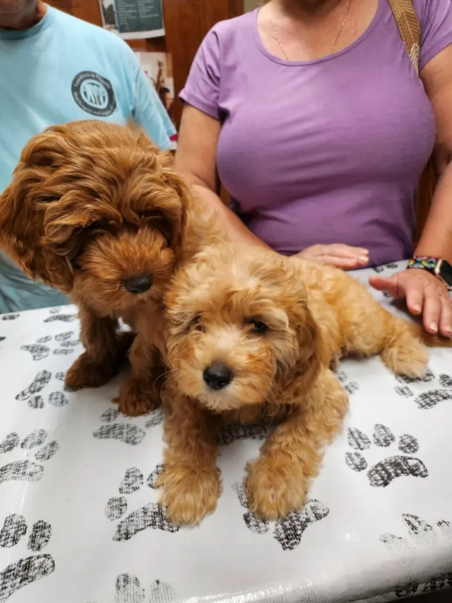 Prince William Animal Hospital — photo from the business 3