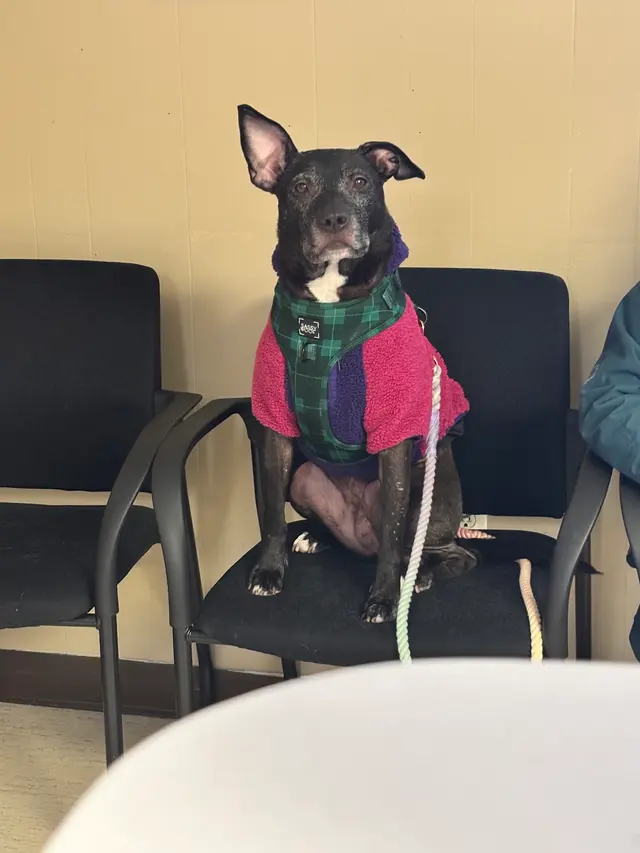 Prince William Animal Hospital — photo from the business 2