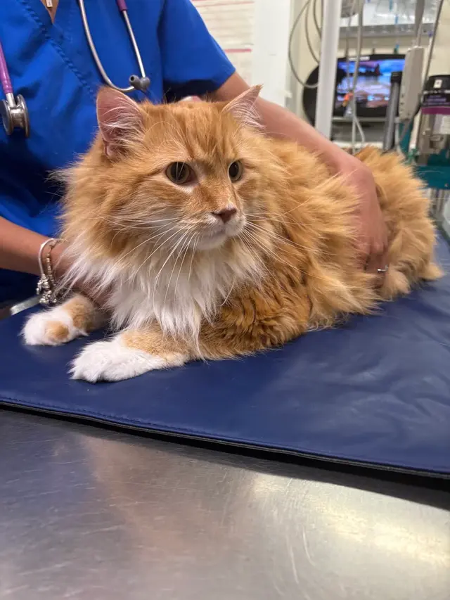Prince William Animal Hospital — photo from the business 5