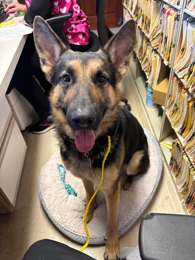Prince William Animal Hospital — photo from the business 4