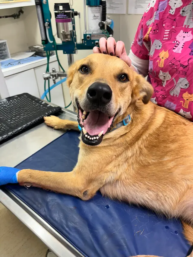 Prince William Animal Hospital — photo from the business 7