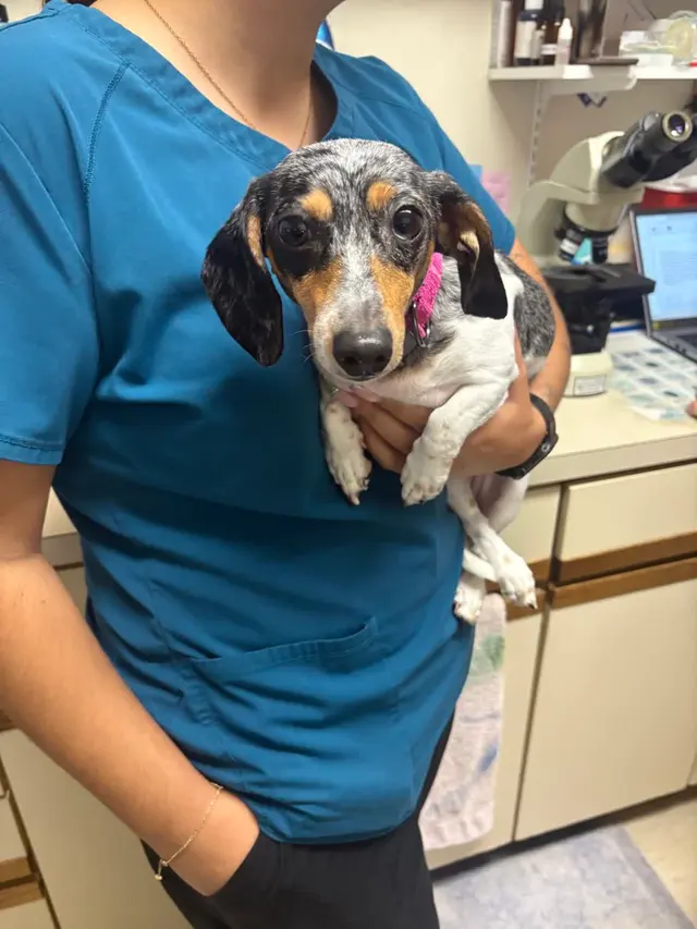Prince William Animal Hospital — photo from the business 11