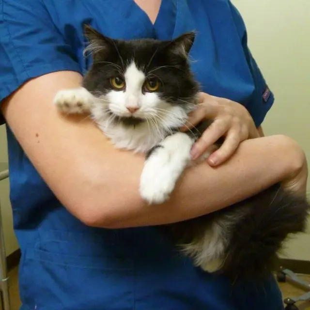 Anicira Veterinary Center — photo from the business 11