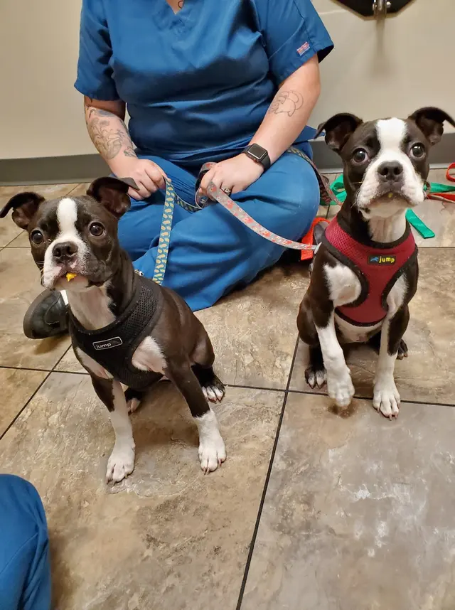 Anicira Veterinary Center — photo from the business 5