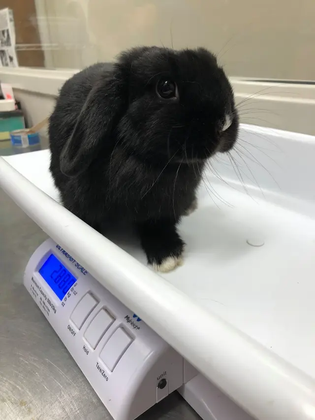 Anicira Veterinary Center — photo from the business 9