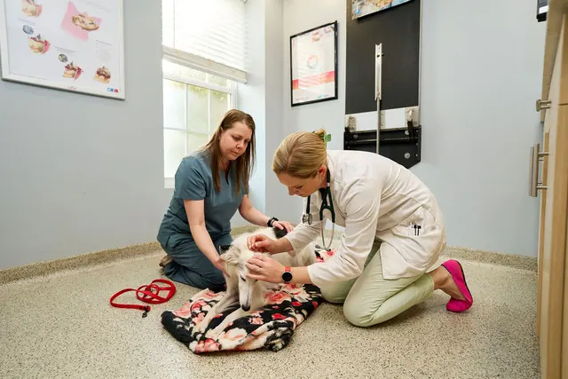 Paradocs Animal Hospital — photo from the business 4