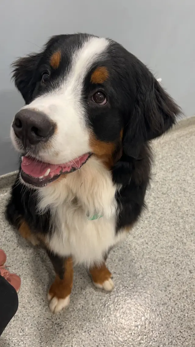 Paradocs Animal Hospital — customer photo 11