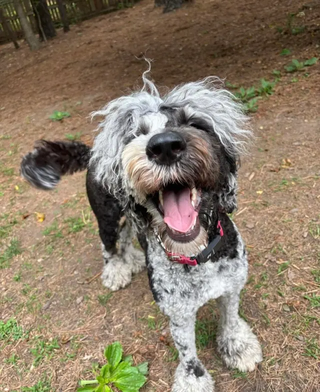 Paradocs Animal Hospital — customer photo 8