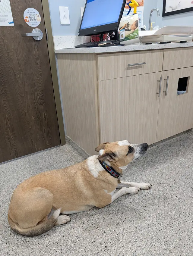 Paradocs Animal Hospital — customer photo 2