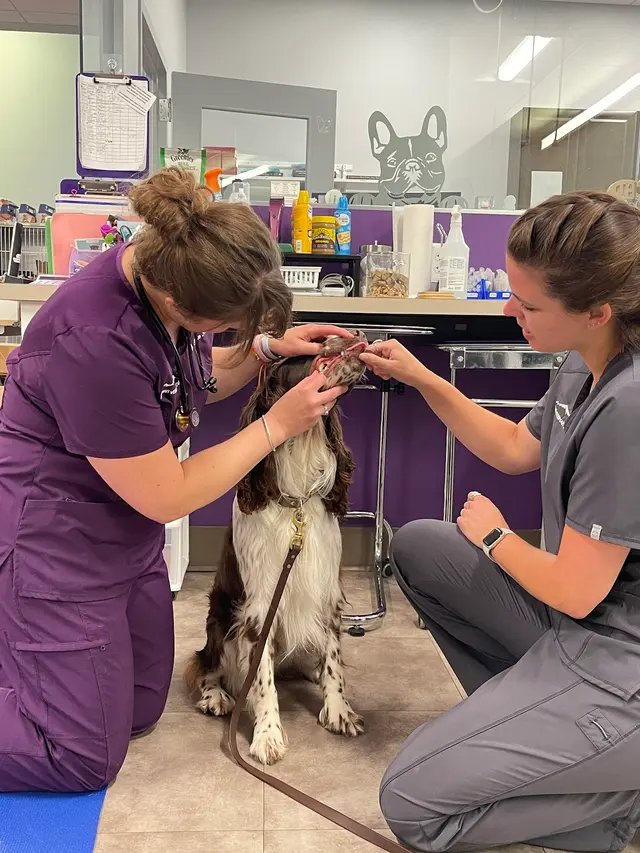 Summit Veterinary Care — photo from the business 7